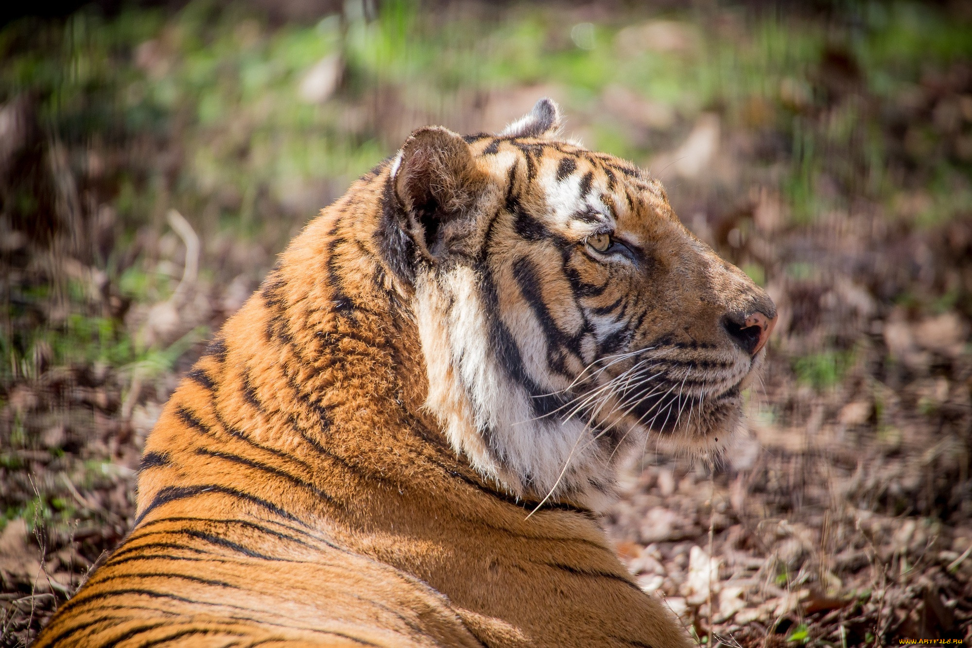 Покажи фотографии тигров